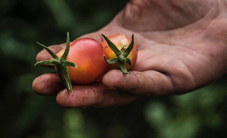 Almuerzo gourmet en Pan y Oliva, Familia Zuccardi, rodeado de olivares en Maipú, Mendoza.